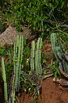 Euphorbia heterochroma Ghazi Kenya 2014_0134.jpg